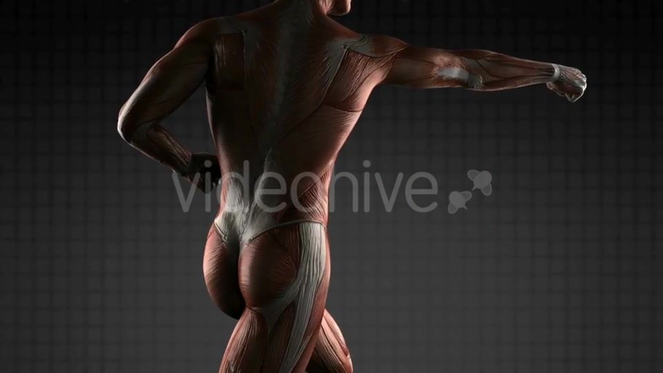 Human Muscle Anatomy - Download Videohive 19340554