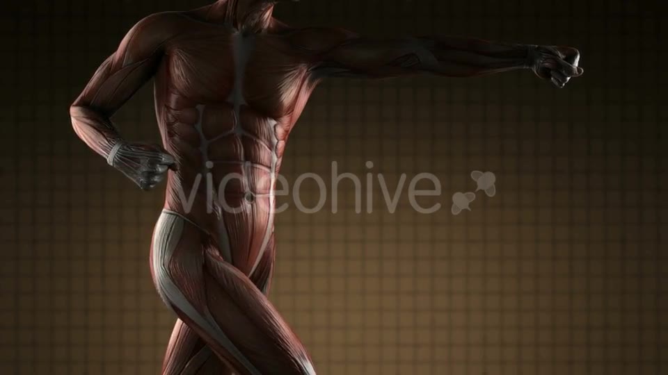 Human Muscle Anatomy - Download Videohive 19403073