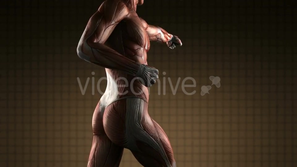 Human Muscle Anatomy - Download Videohive 19403073