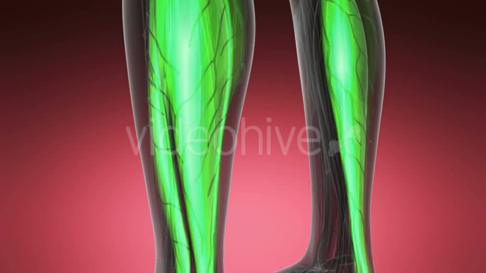 Human Muscle Anatomy - Download Videohive 19403089