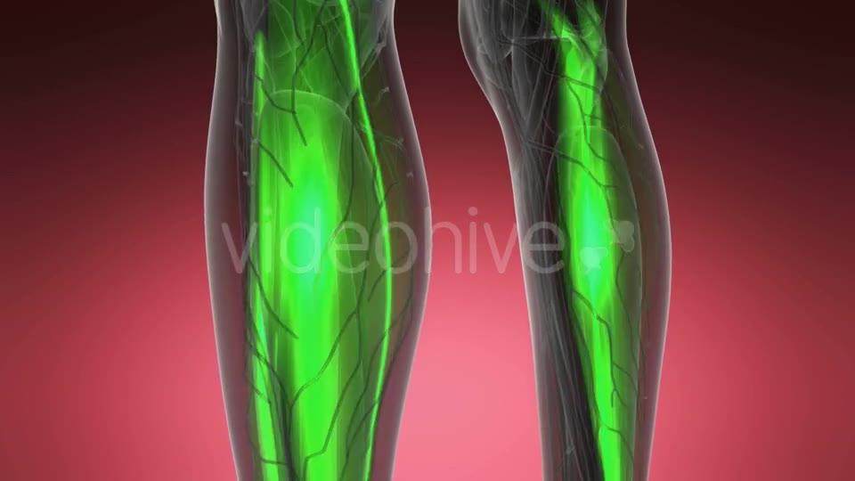 Human Muscle Anatomy - Download Videohive 19403089