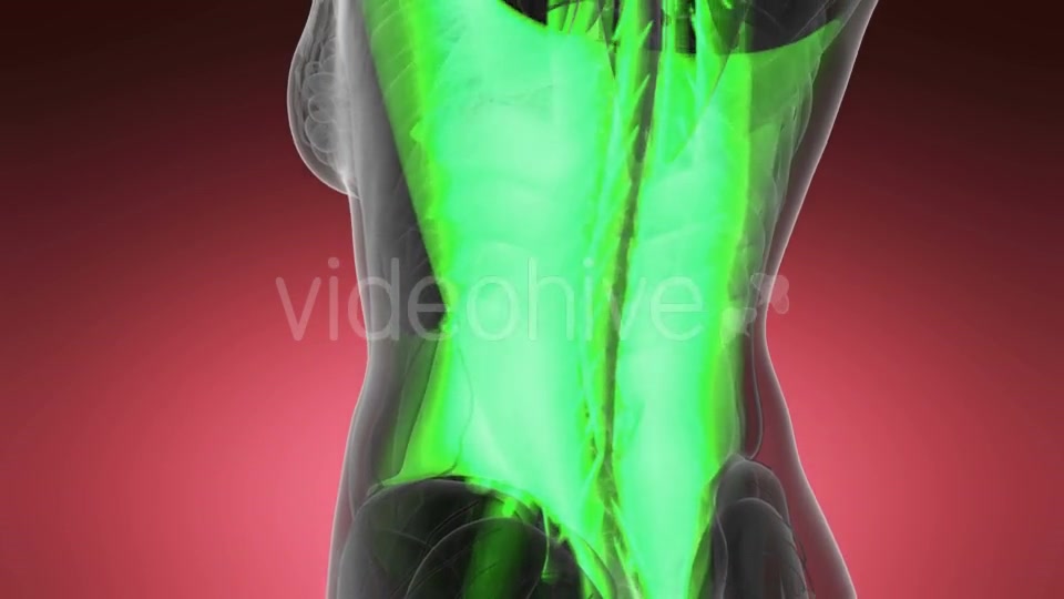 Human Muscle Anatomy - Download Videohive 19403089