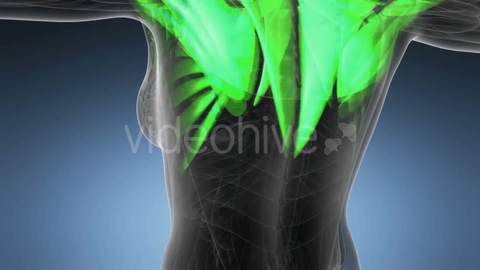 Human Muscle Anatomy - Download Videohive 19428255