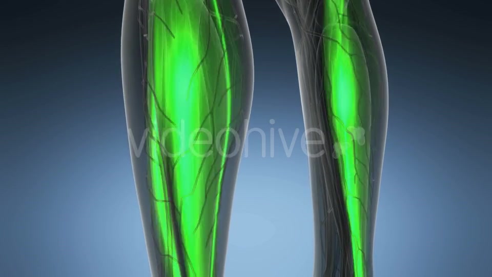 Human Muscle Anatomy - Download Videohive 19428255