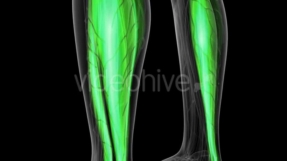 Human Muscle Anatomy - Download Videohive 19428288