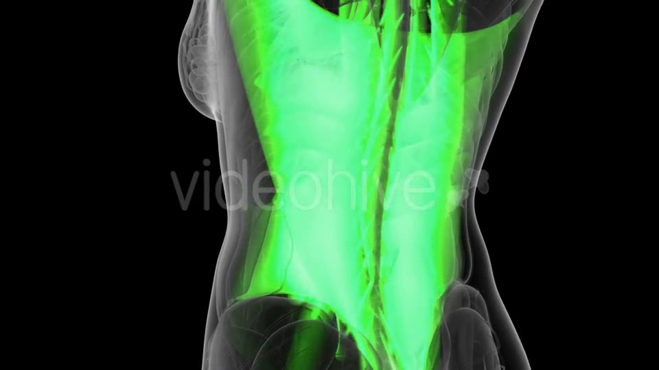 Human Muscle Anatomy - Download Videohive 19428288