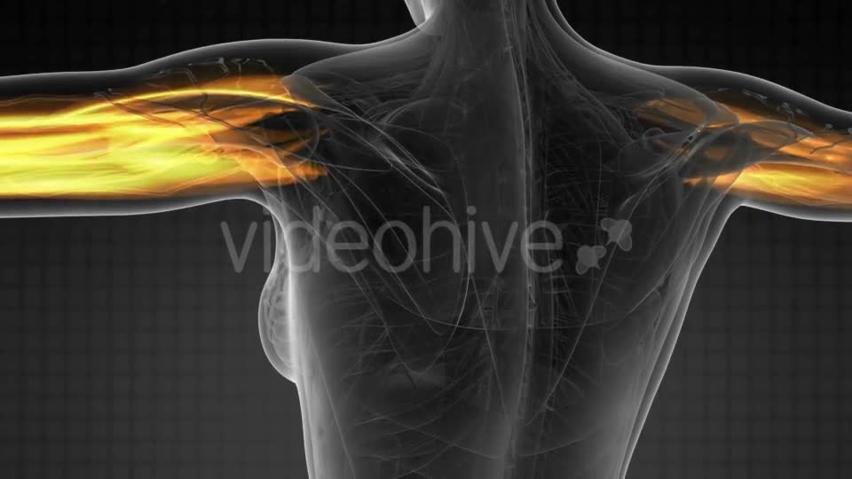 Human Muscle Anatomy - Download Videohive 19428338