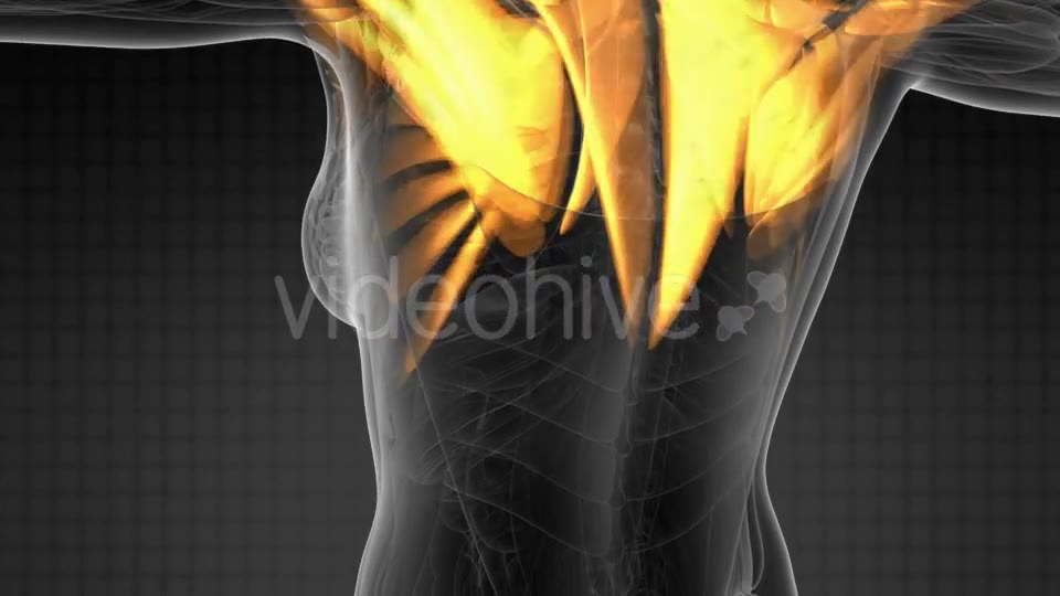 Human Muscle Anatomy - Download Videohive 19428338