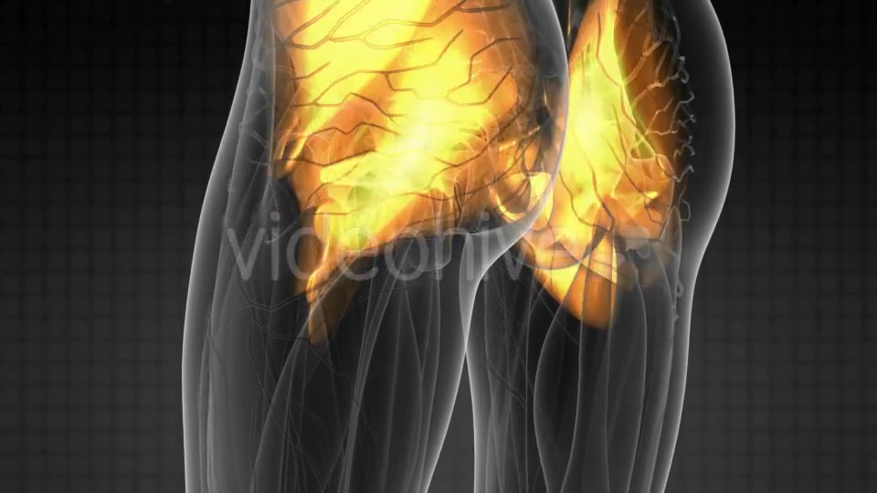 Human Muscle Anatomy - Download Videohive 19428338