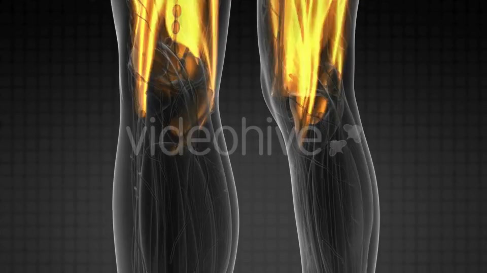 Human Muscle Anatomy - Download Videohive 19428338