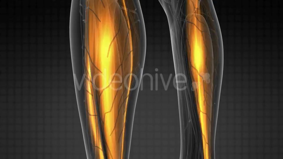 Human Muscle Anatomy - Download Videohive 19428338