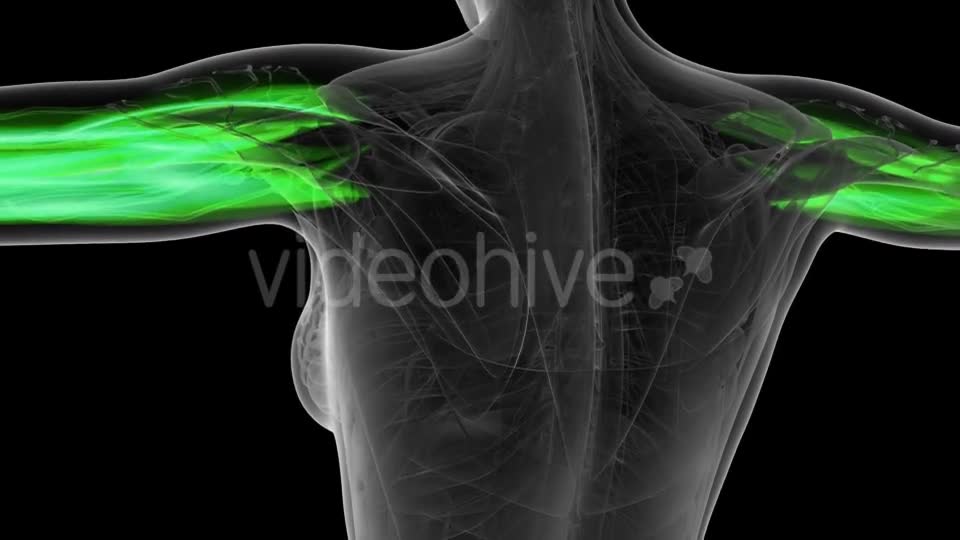 Human Muscle Anatomy - Download Videohive 19519002