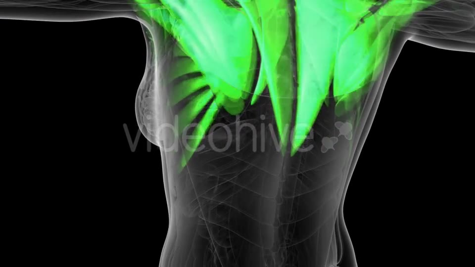 Human Muscle Anatomy - Download Videohive 19519002