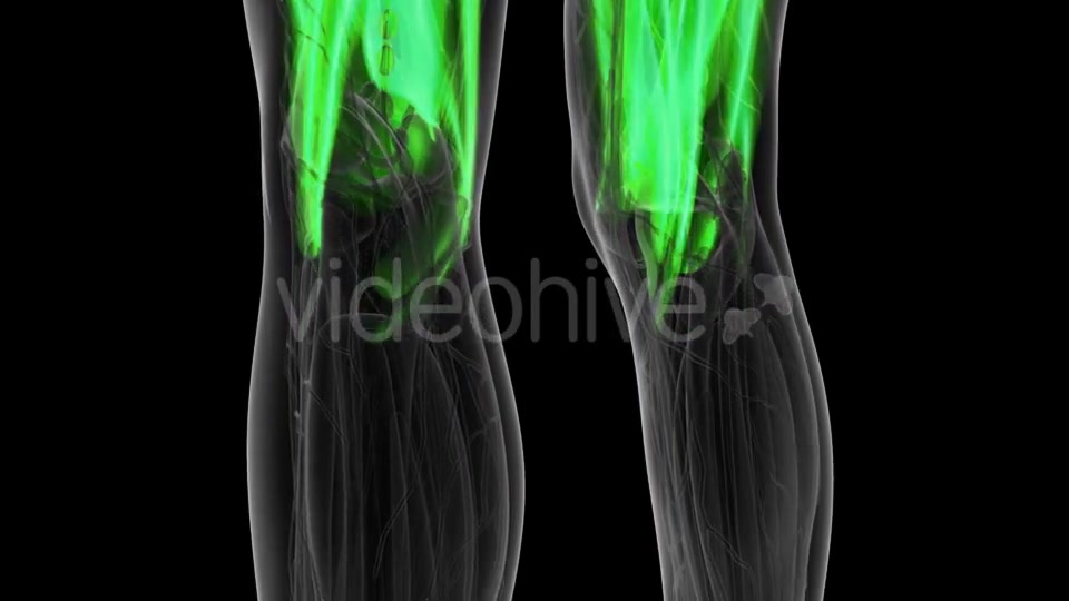 Human Muscle Anatomy - Download Videohive 19519002