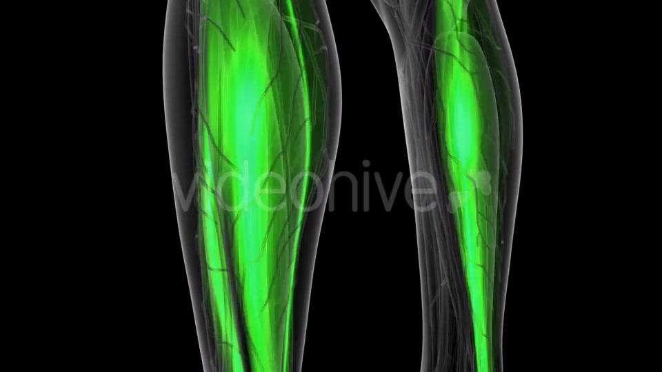 Human Muscle Anatomy - Download Videohive 19519002