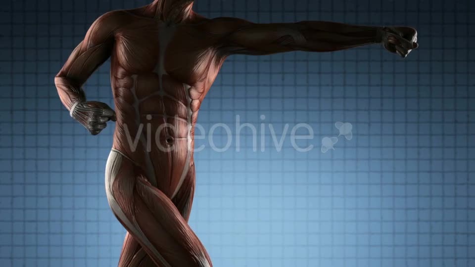 Human Muscle Anatomy - Download Videohive 19576469