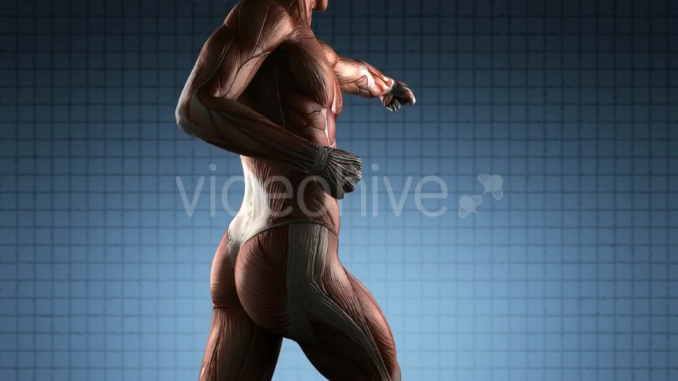 Human Muscle Anatomy - Download Videohive 19576469