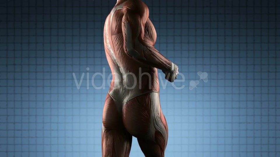 Human Muscle Anatomy - Download Videohive 19576469