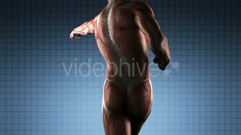 Human Muscle Anatomy - Download Videohive 19576469