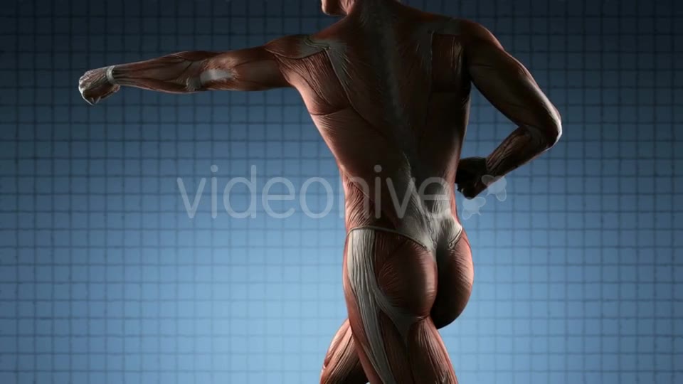 Human Muscle Anatomy - Download Videohive 19576469