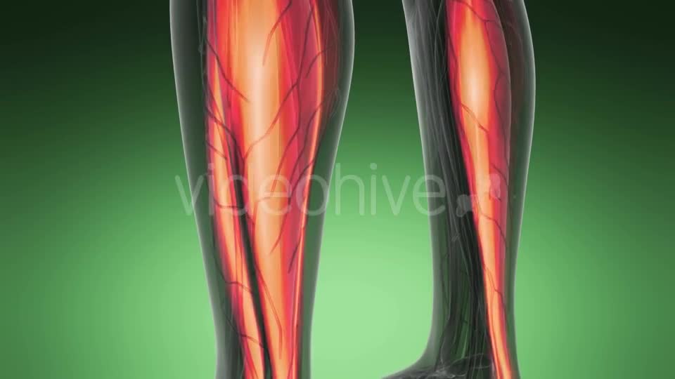 Human Muscle Anatomy - Download Videohive 19576511