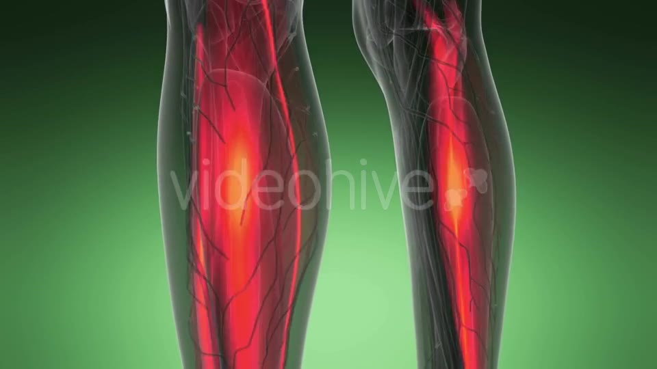 Human Muscle Anatomy - Download Videohive 19576511