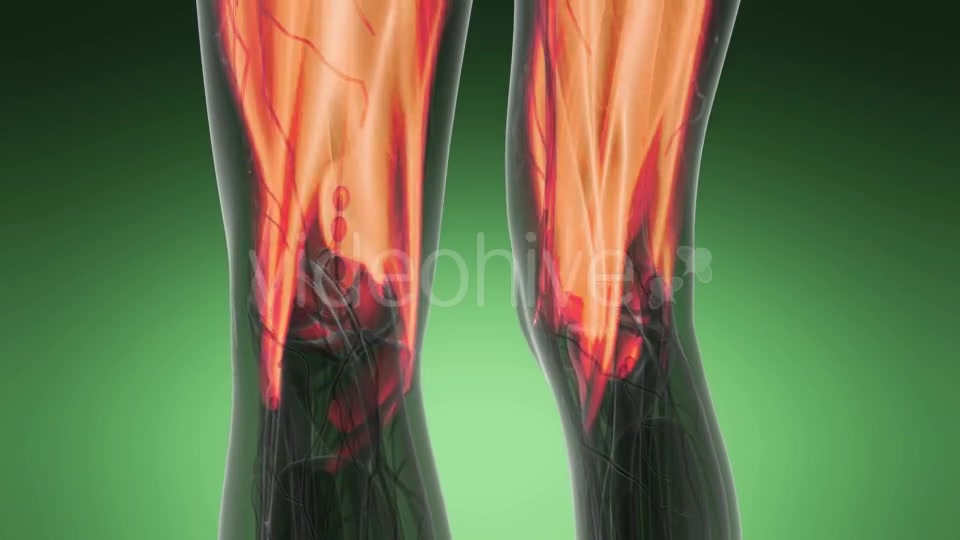 Human Muscle Anatomy - Download Videohive 19576511
