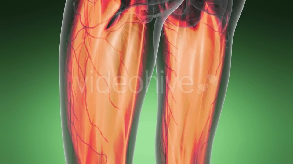 Human Muscle Anatomy - Download Videohive 19576511