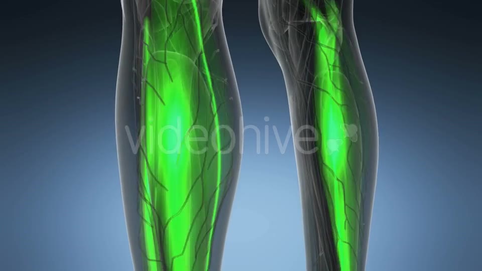Human Muscle Anatomy - Download Videohive 19883152