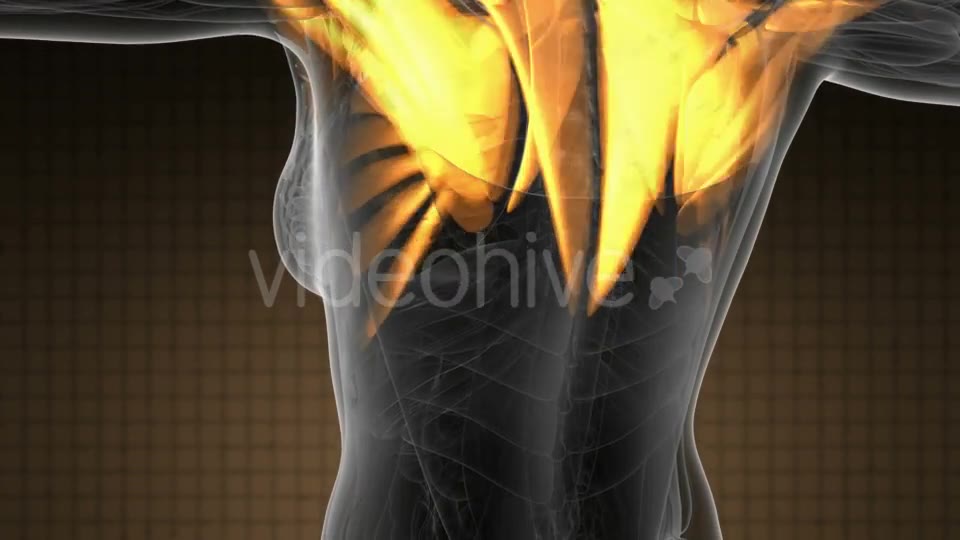 Human Muscle Anatomy - Download Videohive 19894765