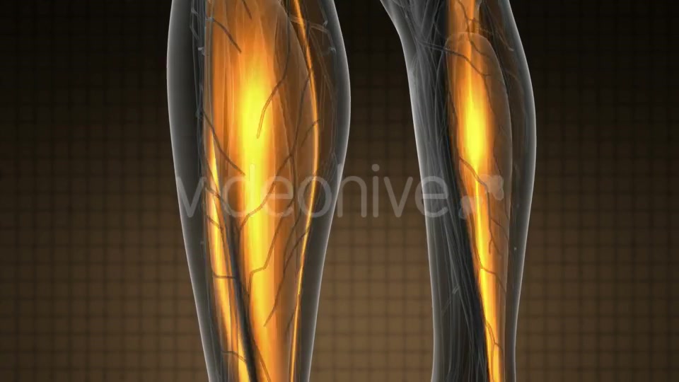 Human Muscle Anatomy - Download Videohive 19894765