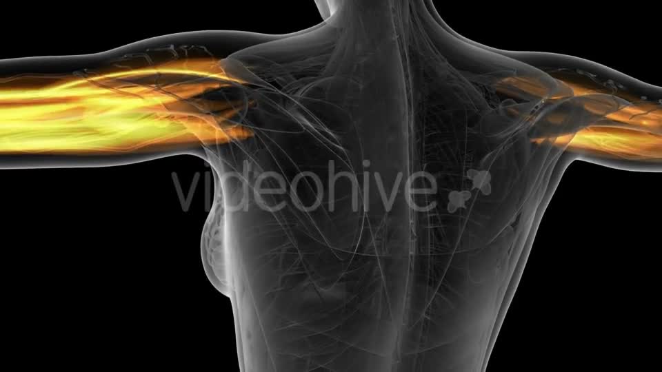 Human Muscle Anatomy - Download Videohive 19928049