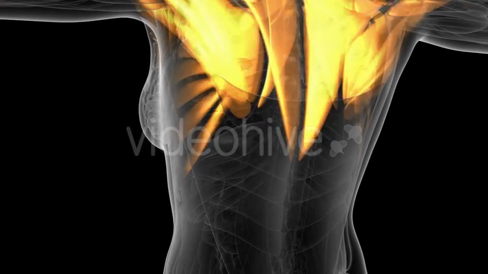 Human Muscle Anatomy - Download Videohive 19928049