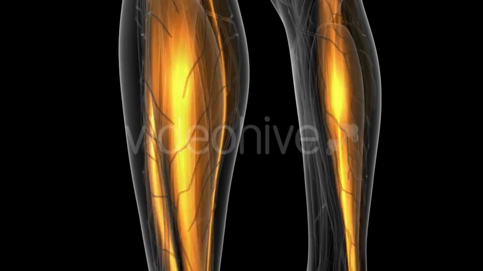 Human Muscle Anatomy - Download Videohive 19928049