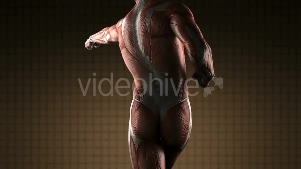 Human Muscle Anatomy - Download Videohive 19989795