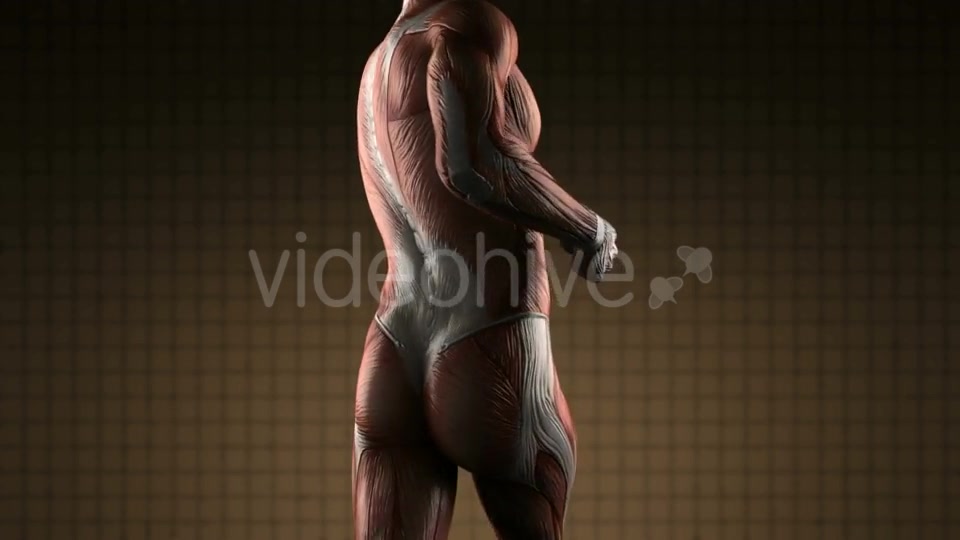 Human Muscle Anatomy - Download Videohive 19989795