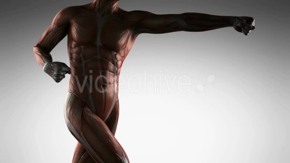 Human Muscle Anatomy - Download Videohive 19989945