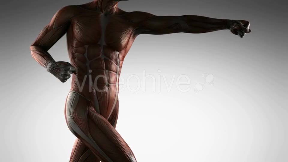 Human Muscle Anatomy - Download Videohive 19989945