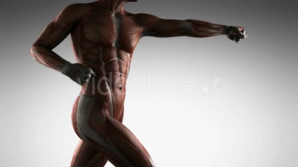 Human Muscle Anatomy - Download Videohive 19989945