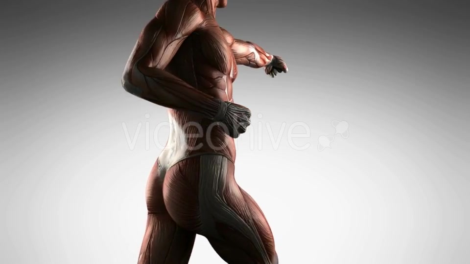 Human Muscle Anatomy - Download Videohive 19989945