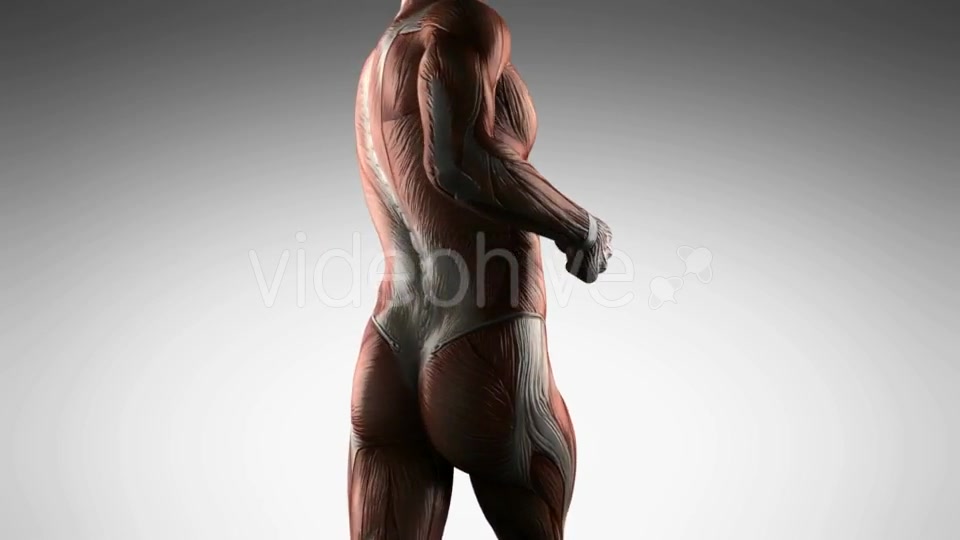 Human Muscle Anatomy - Download Videohive 19989945