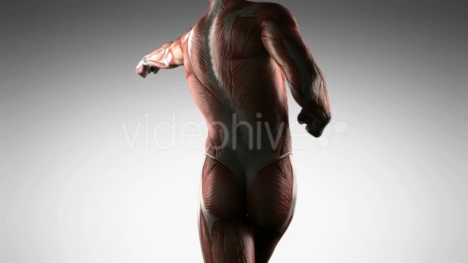 Human Muscle Anatomy - Download Videohive 19989945