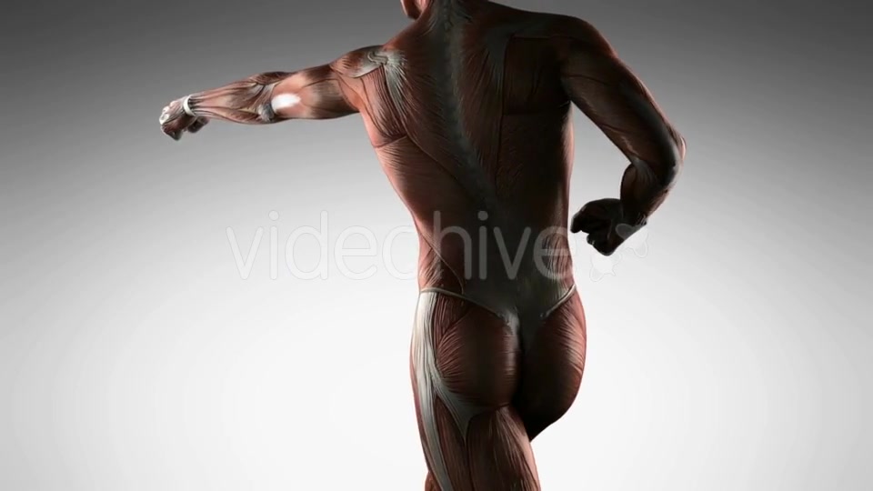 Human Muscle Anatomy - Download Videohive 19989945