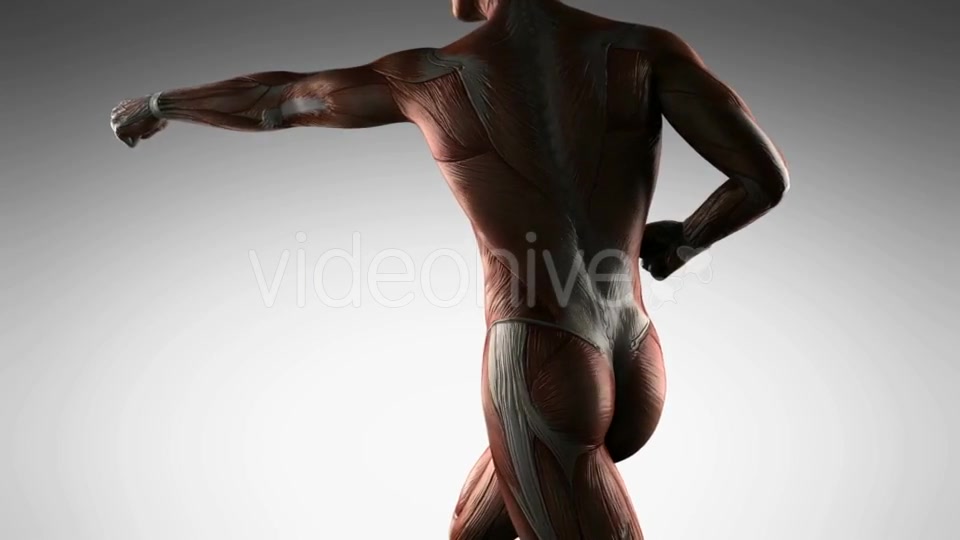 Human Muscle Anatomy - Download Videohive 19989945
