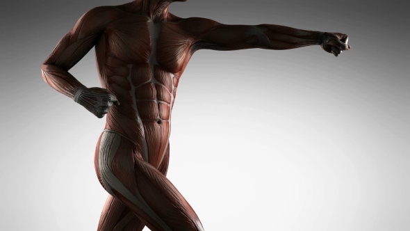 Human Muscle Anatomy - Download Videohive 19989945