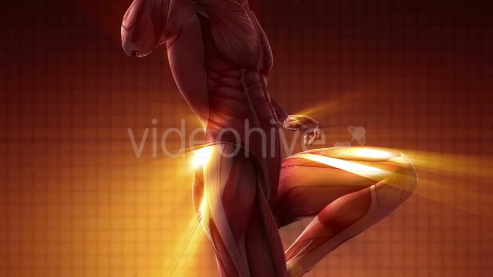 Human Muscle Anatomy - Download Videohive 20290828