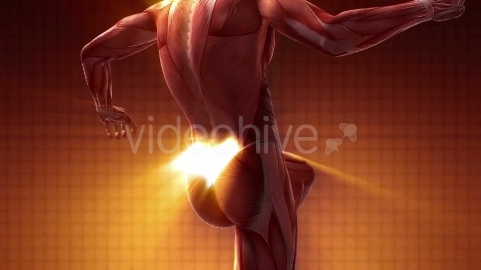 Human Muscle Anatomy - Download Videohive 20290828