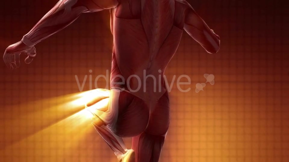 Human Muscle Anatomy - Download Videohive 20290828