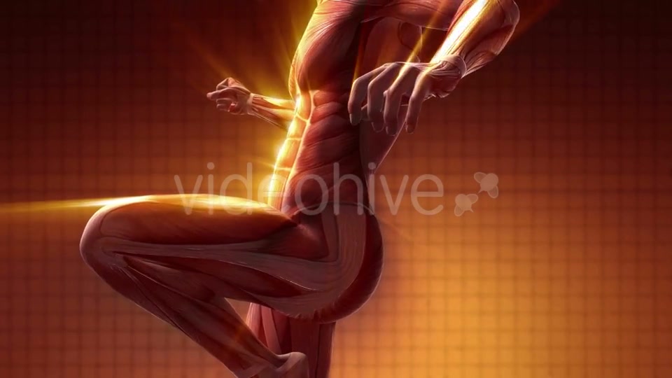 Human Muscle Anatomy - Download Videohive 20290828