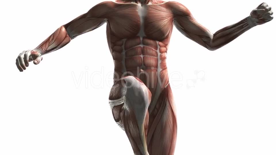 Human Muscle Anatomy - Download Videohive 20354158